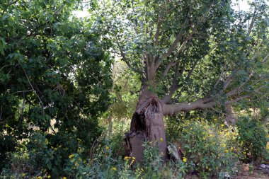 İsrail'in Kuzey Doğa ve çiçekler yakın çekim resimleri 