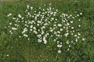 İsrail'in Kuzey Doğa ve çiçekler yakın çekim resimleri 