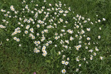 İsrail'in Kuzey Doğa ve çiçekler yakın çekim resimleri 
