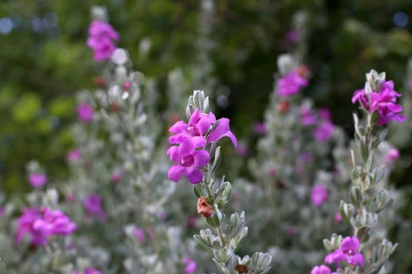 イスラエル共和国の北の自然や花のクローズ アップの写真 — ストック写真