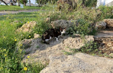 popüler bir evcil hayvan kedi olduğunu 