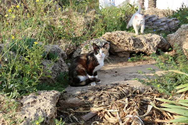แมวเป ยงท — ภาพถ่ายสต็อก
