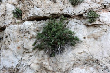 Taş dokusuna kadar malzeme öğeleri baskın yönünü olduğunu. 