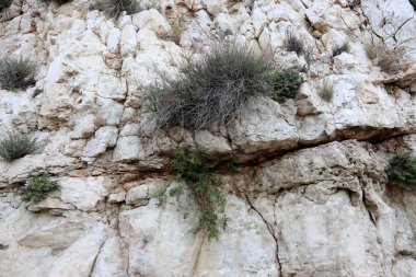 Taş dokusuna kadar malzeme öğeleri baskın yönünü olduğunu. 