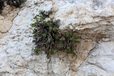 Taş dokusuna kadar malzeme öğeleri baskın yönünü olduğunu. 