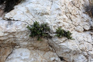 Taş dokusuna kadar malzeme öğeleri baskın yönünü olduğunu. 