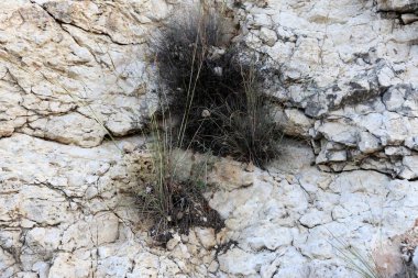Taş dokusuna kadar malzeme öğeleri baskın yönünü olduğunu. 