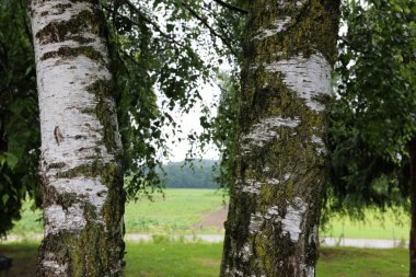 doku ve yapısı ahşap ve ahşap ürünleri 