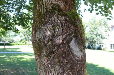doku ve yapısı ahşap ve ahşap ürünleri 