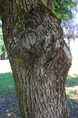 doku ve yapısı ahşap ve ahşap ürünleri 