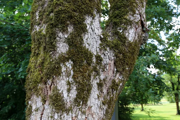 doku ve yapısı ahşap ve ahşap ürünleri 