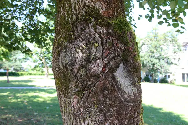 doku ve yapısı ahşap ve ahşap ürünleri 
