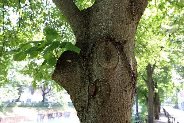 Текстура Структура Древесины Изделий Дерева — стоковое фото