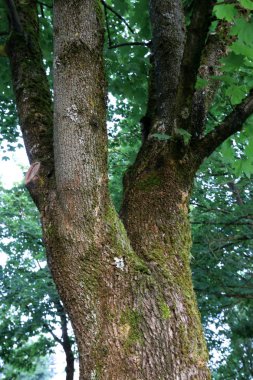 doku ve yapısı ahşap ve ahşap ürünleri 