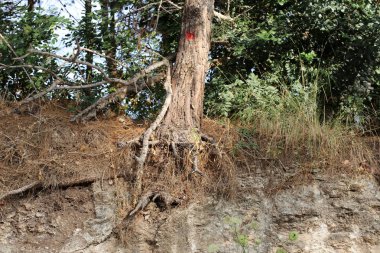 doku ve yapısı ahşap ve ahşap ürünleri 