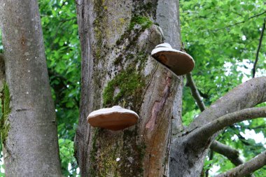 doku ve yapısı ahşap ve ahşap ürünleri 