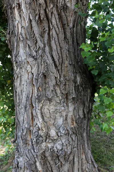Текстура Структура Древесины Изделий Дерева — стоковое фото