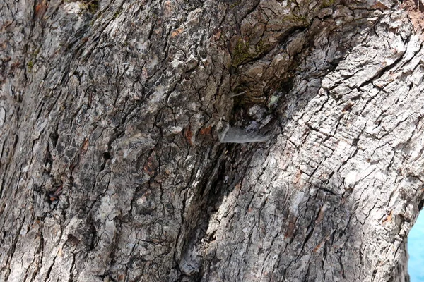 texture and structure of wood and wood products