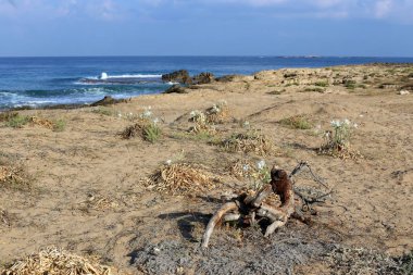 İsrail 'in kuzeyindeki Akdeniz kıyısında. 