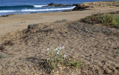 İsrail 'in kuzeyindeki Akdeniz kıyısında. 