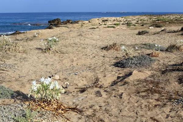 Costa Del Mar Mediterraneo Nord Israele — Foto Stock