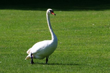 Beyaz Kuğu Slovenya Lake Bled yaşıyor 