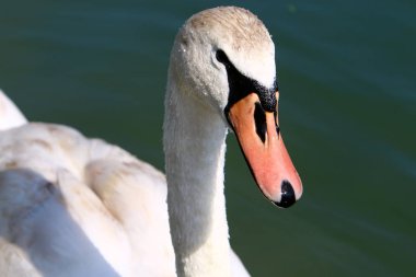 Beyaz Kuğu Slovenya Lake Bled yaşıyor 