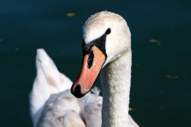 Beyaz Kuğu Slovenya Lake Bled yaşıyor 