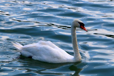 Beyaz Kuğu Slovenya Lake Bled yaşıyor 