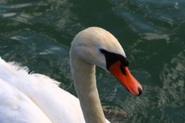 Beyaz Kuğu Slovenya Lake Bled yaşıyor 