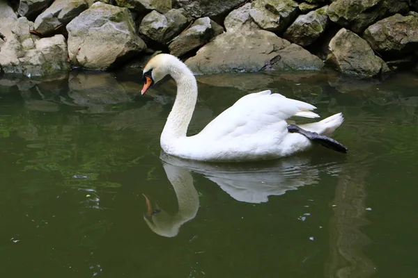 Λευκούς Κύκνους Ζωντανά Στο Lake Bled Στη Σλοβενία — Φωτογραφία Αρχείου