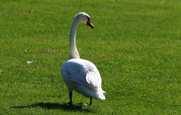 Beyaz Kuğu Slovenya Lake Bled yaşıyor 