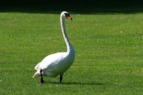 Beyaz Kuğu Slovenya Lake Bled yaşıyor 