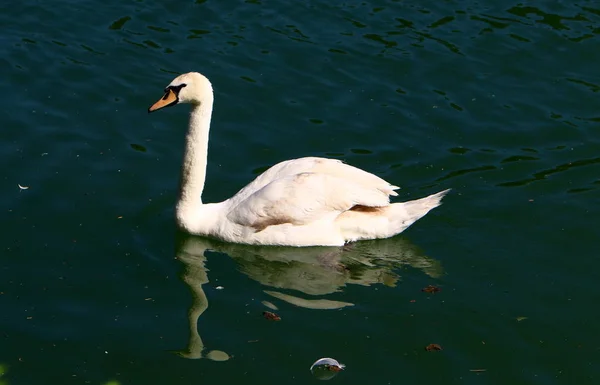 Λευκούς Κύκνους Ζωντανά Στο Lake Bled Στη Σλοβενία — Φωτογραφία Αρχείου