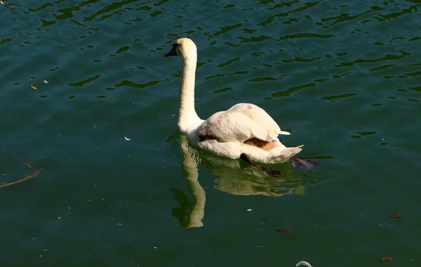 Beyaz Kuğu Slovenya Lake Bled Yaşıyor — Stok fotoğraf