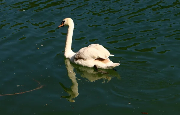 Λευκούς Κύκνους Ζωντανά Στο Lake Bled Στη Σλοβενία — Φωτογραφία Αρχείου