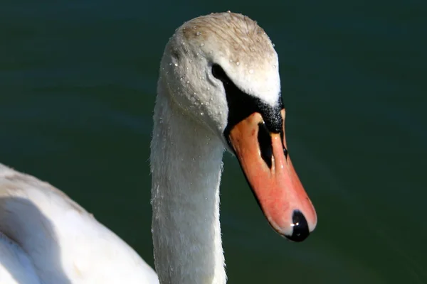 Cisnes Brancos Vivem Lago Bled Eslovénia — Fotografia de Stock