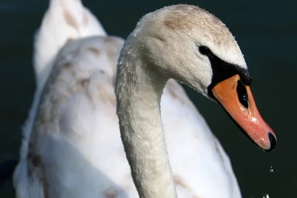 Bílé Labutě Žijí Jezeře Bled Slovinsku — Stock fotografie