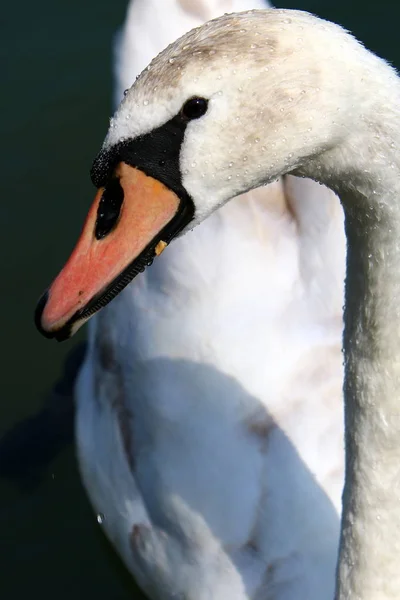 white swans live on Lake Bled in Slovenia