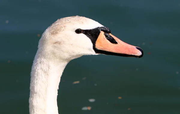 Weiße Schwäne Leben See Slowenien — Stockfoto