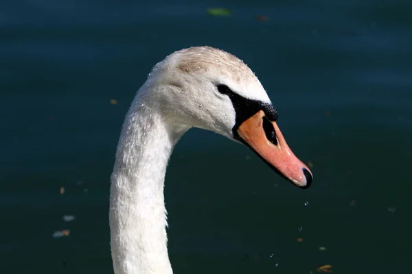 Cisnes Brancos Vivem Lago Bled Eslovénia — Fotografia de Stock