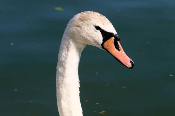 Vita Svanar Live Sjön Bled Slovenien — Stockfoto