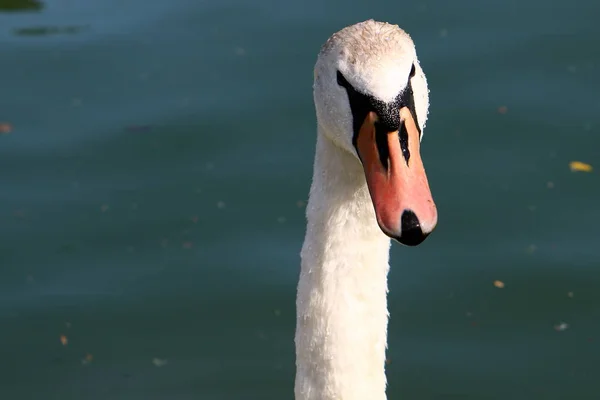 在斯洛文尼亚 白天鹅生活在流血的湖面上 — 图库照片