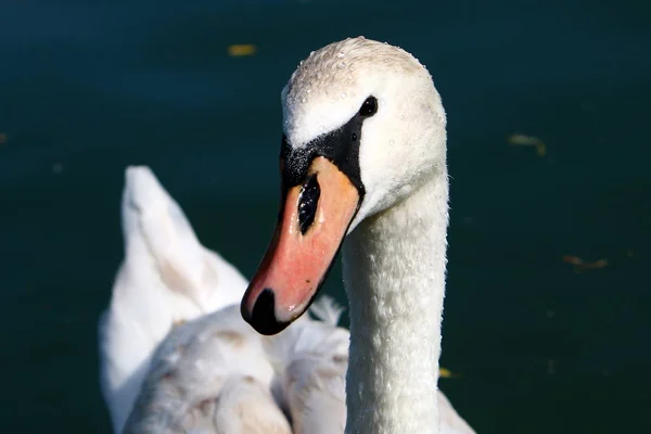 Bílé Labutě Žijí Jezeře Bled Slovinsku — Stock fotografie