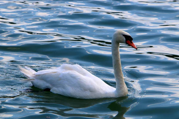 Beyaz Kuğu Slovenya Lake Bled yaşıyor 