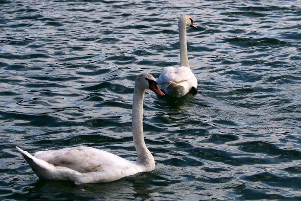 Λευκούς Κύκνους Ζωντανά Στο Lake Bled Στη Σλοβενία — Φωτογραφία Αρχείου