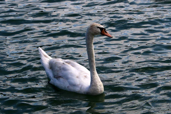 Білими Лебедями Живуть Озері Блед Словенії — стокове фото