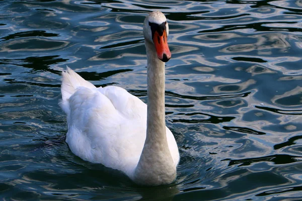 Λευκούς Κύκνους Ζωντανά Στο Lake Bled Στη Σλοβενία — Φωτογραφία Αρχείου