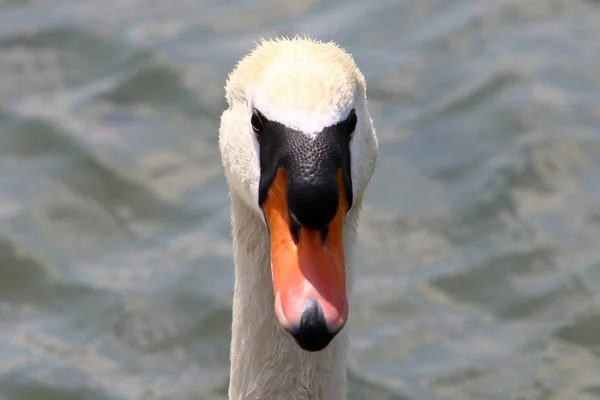 Weiße Schwäne Leben See Slowenien — Stockfoto