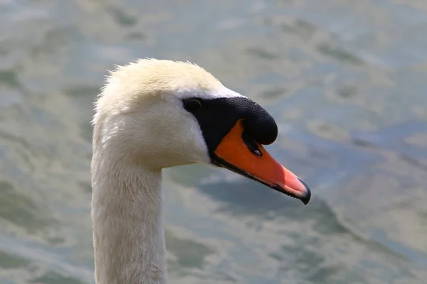 Cygnes Blancs Vivent Sur Lac Bled Slovénie — Photo